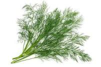 Dill.jpg