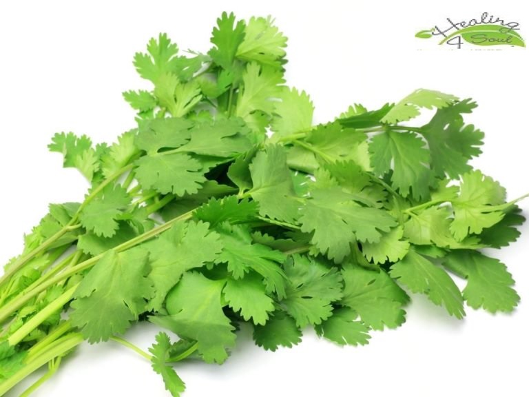 cilantro.jpg