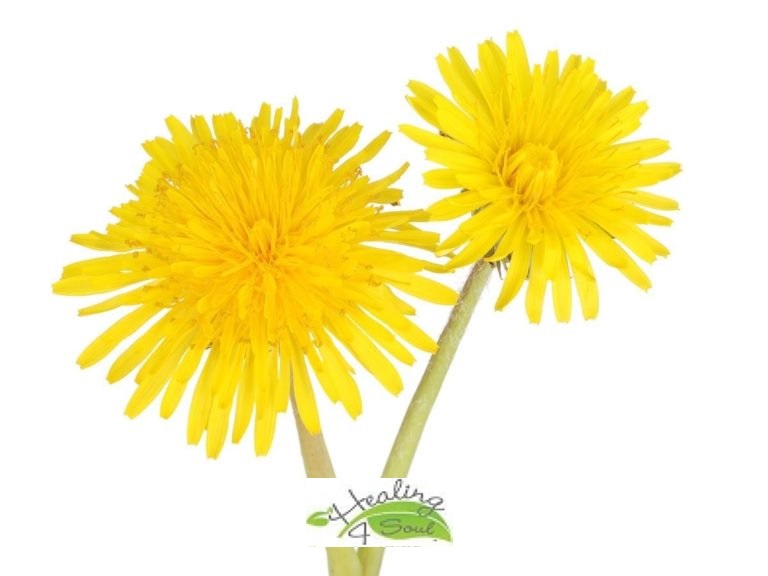 Dandelion.jpg