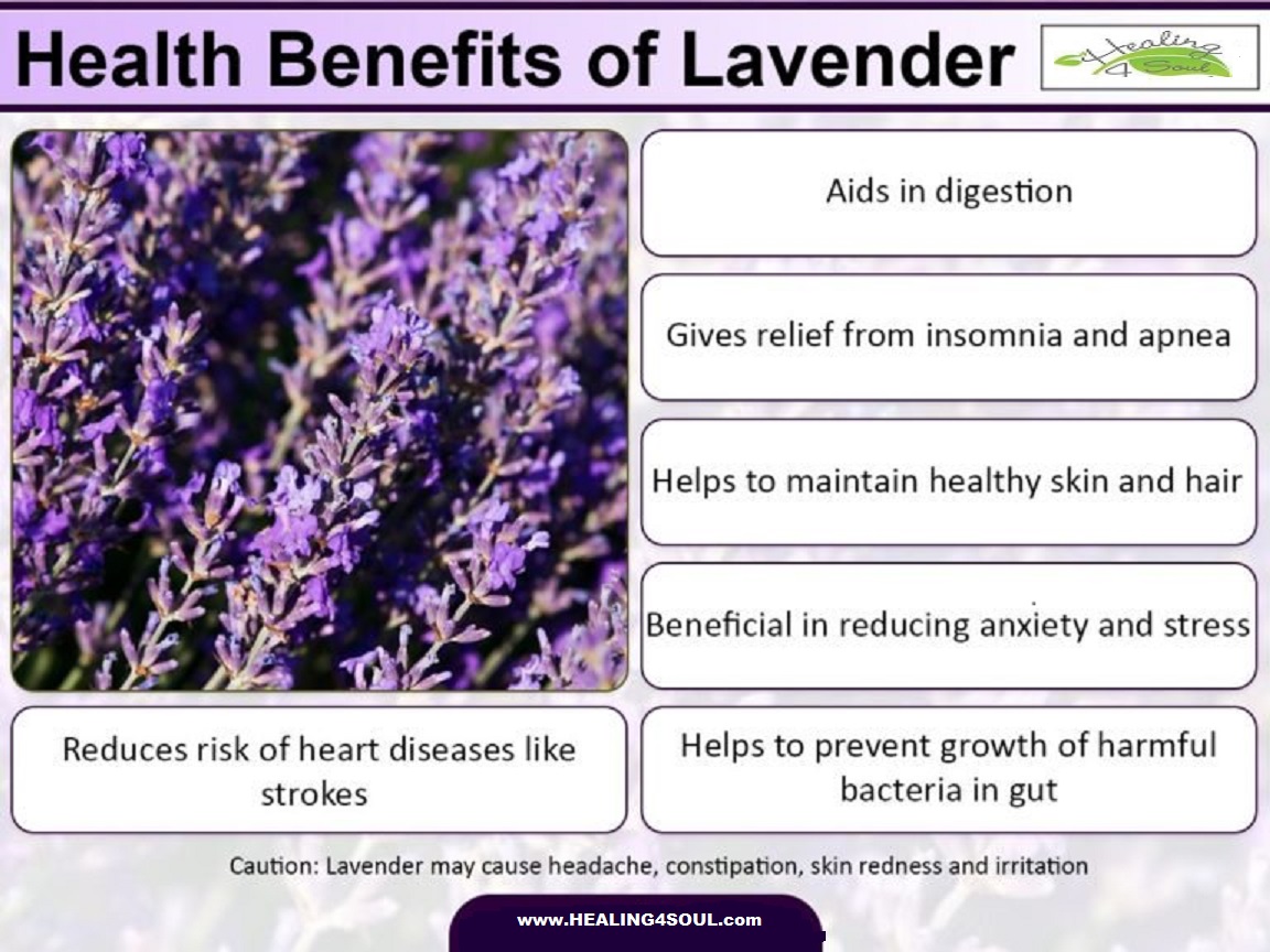 Lavender poster.jpg