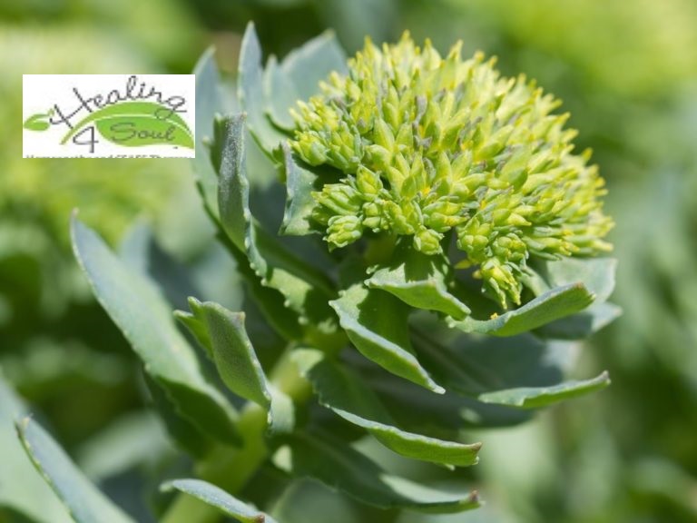 Rhodiola.jpg