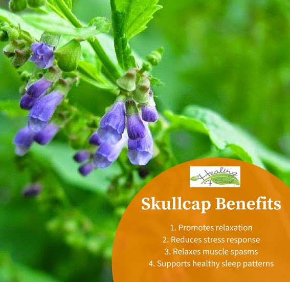 Skullcap-Herb.jpg